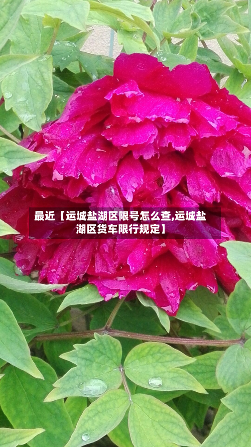 最近【运城盐湖区限号怎么查,运城盐湖区货车限行规定】